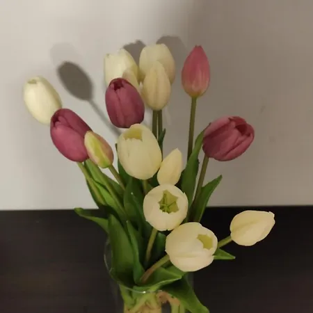 Apartamento Zia Rose